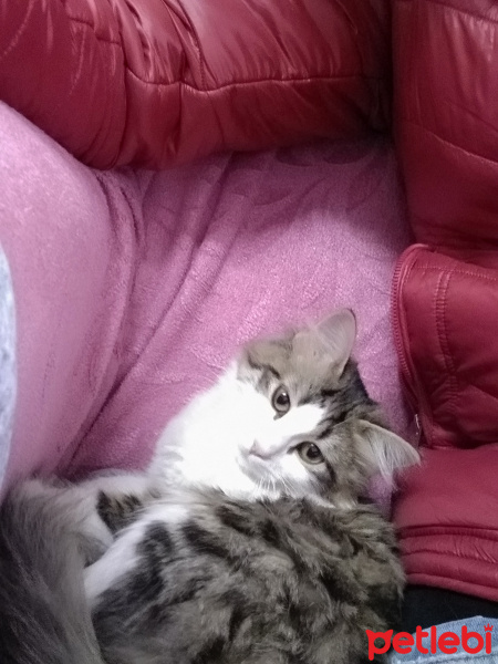 Tekir Kedi, Kedi  Miyu fotoğrafı