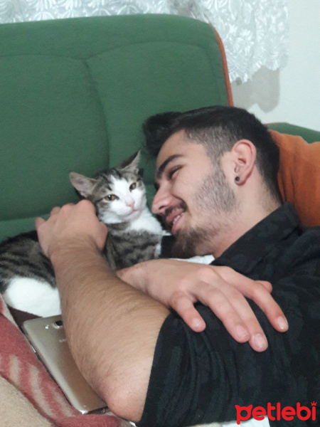 Tekir Kedi, Kedi  Irish fotoğrafı