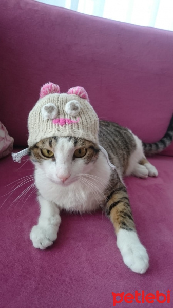 Tekir Kedi, Kedi  Irish fotoğrafı