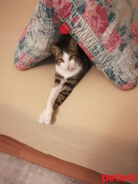 Tekir Kedi, Kedi  Irish fotoğrafı