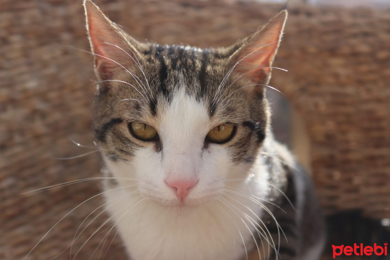 Tekir Kedi, Kedi  Irish fotoğrafı
