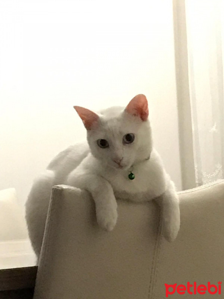 Van Kedisi, Kedi  Suzi fotoğrafı