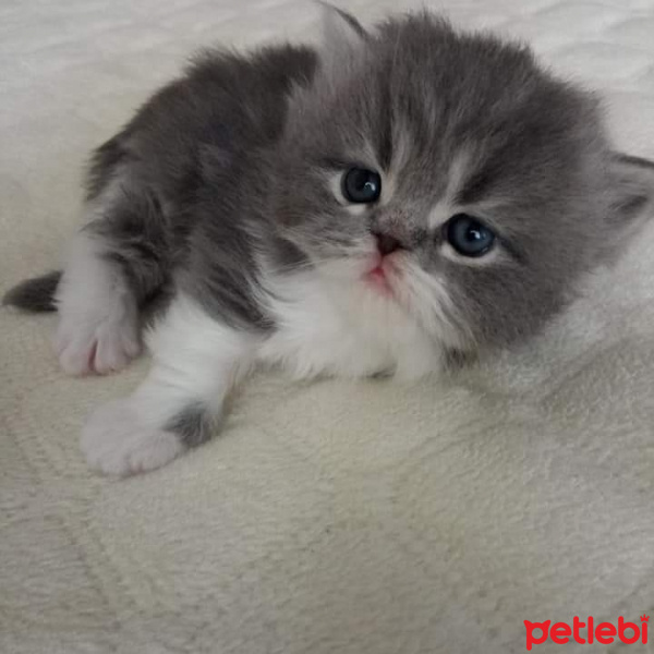 İran Kedisi (Persian), Kedi  Ares fotoğrafı