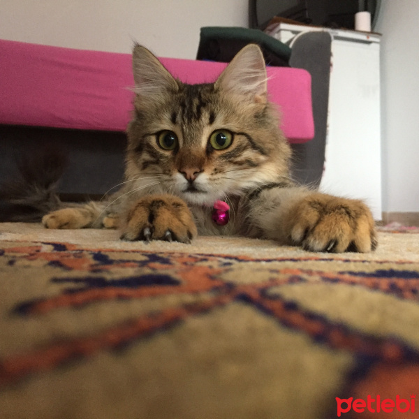 Chartreux, Kedi  Yumoş fotoğrafı