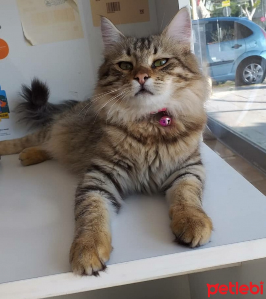 Chartreux, Kedi  Yumoş fotoğrafı