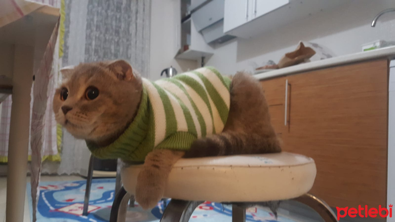 Scottish Fold, Kedi  masal fotoğrafı