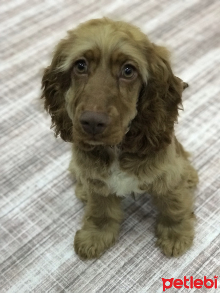 İngiliz Cocker Spaniel, Köpek  Tana fotoğrafı