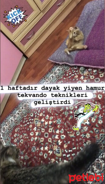 Sarman, Kedi  HAMUR fotoğrafı