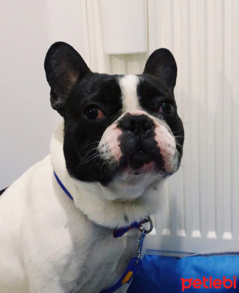 Fransız Bulldog, Köpek  Odie fotoğrafı