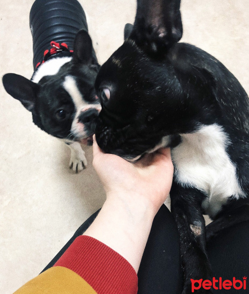 Fransız Bulldog, Köpek  Odie fotoğrafı