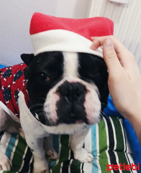 Fransız Bulldog, Köpek  Odie fotoğrafı