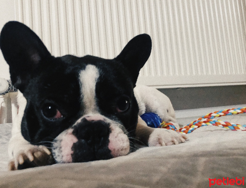 Fransız Bulldog, Köpek  Odie fotoğrafı