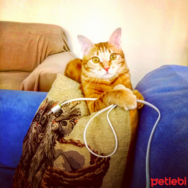 Sarman, Kedi  Şerbet fotoğrafı