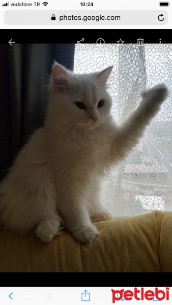 İran Kedisi (Persian), Kedi  Şanel fotoğrafı