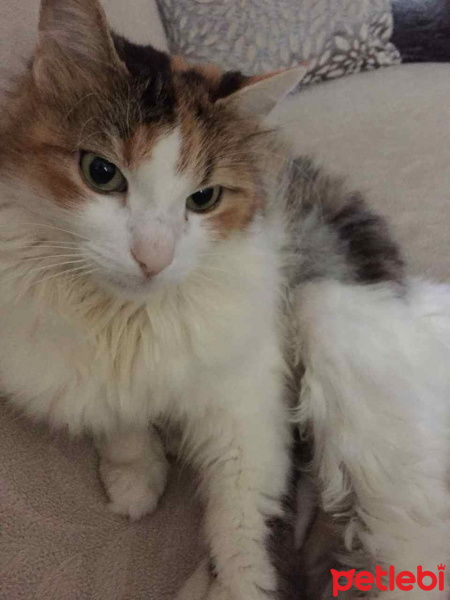 Tekir Kedi, Kedi  piondia fotoğrafı