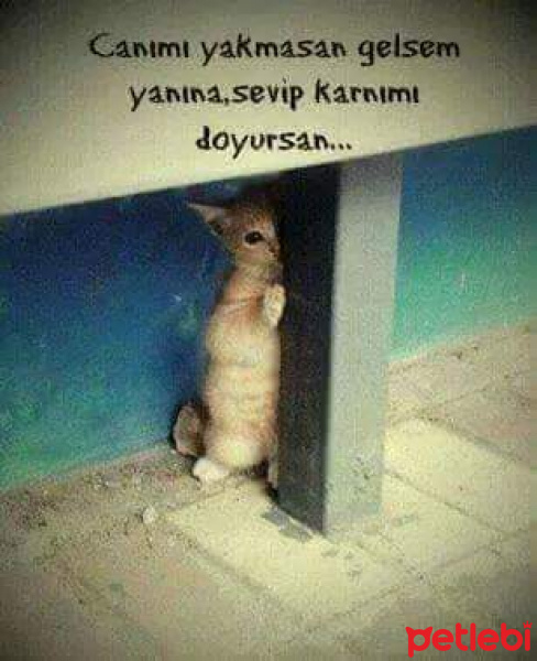Sarman, Kedi  Aşkın fotoğrafı