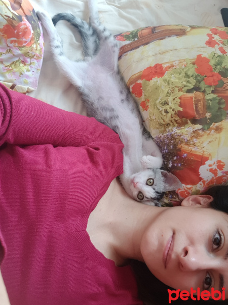 Tekir Kedi, Kedi  Sherlock fotoğrafı