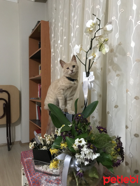 British Shorthair, Kedi  Scarface fotoğrafı
