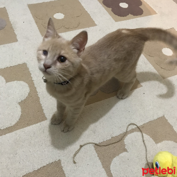 British Shorthair, Kedi  Scarface fotoğrafı