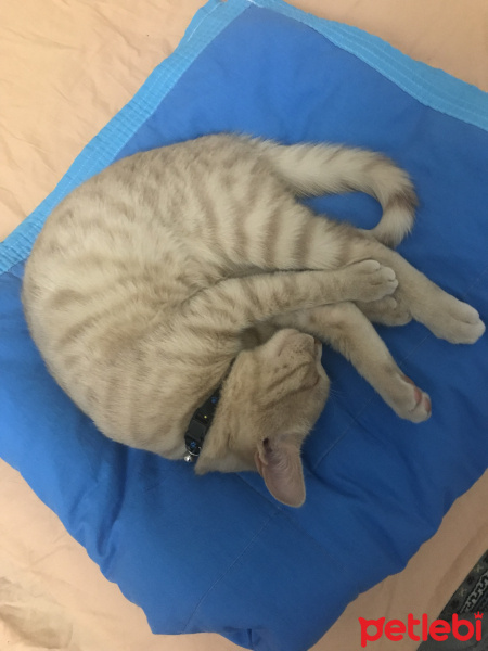 British Shorthair, Kedi  Scarface fotoğrafı