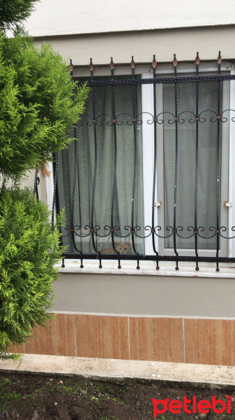 British Shorthair, Kedi  Scarface fotoğrafı