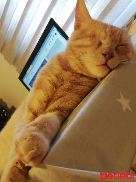 British Shorthair, Kedi  Scarface fotoğrafı