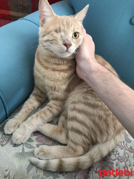 British Shorthair, Kedi  Scarface fotoğrafı