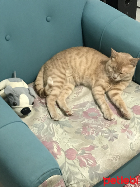 British Shorthair, Kedi  Scarface fotoğrafı