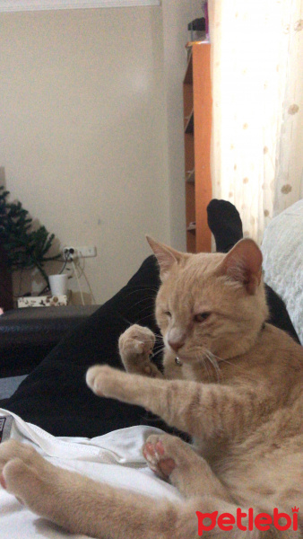 British Shorthair, Kedi  Scarface fotoğrafı