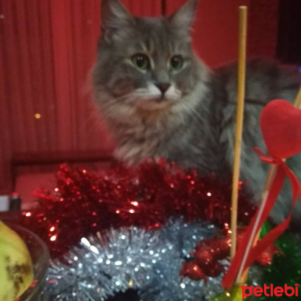 Sibirya Kedisi, Kedi  Minnie fotoğrafı