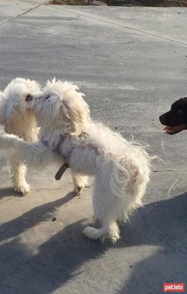 Airedale Terrier, Köpek  tina fotoğrafı