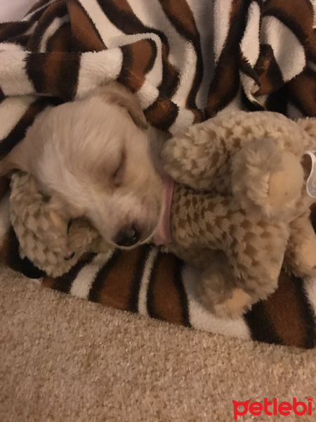 İngiliz Cocker Spaniel, Köpek  Odin fotoğrafı