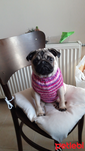 Pug, Köpek  aki fotoğrafı