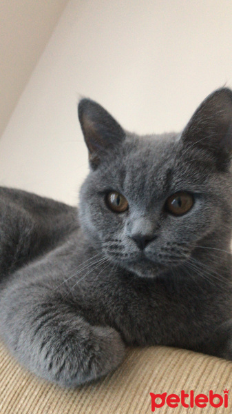 British Shorthair, Kedi  Oslo fotoğrafı