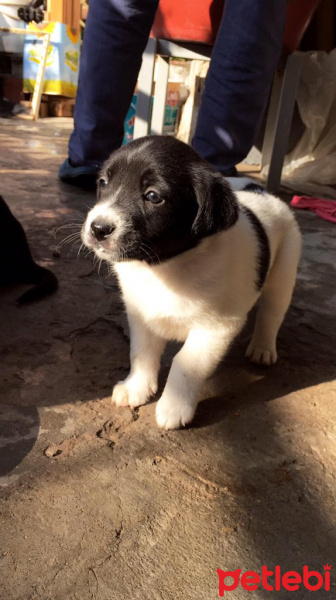 Labrador Retriever, Köpek  emre fotoğrafı