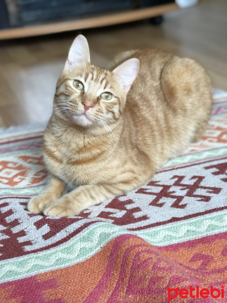 Sarman, Kedi  Dali fotoğrafı