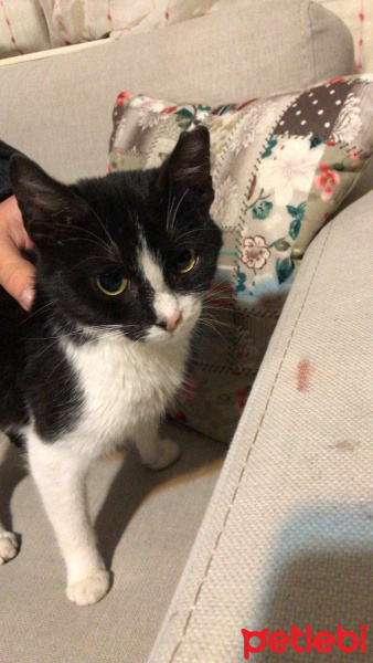 Tekir Kedi, Kedi  İsmi Yok fotoğrafı