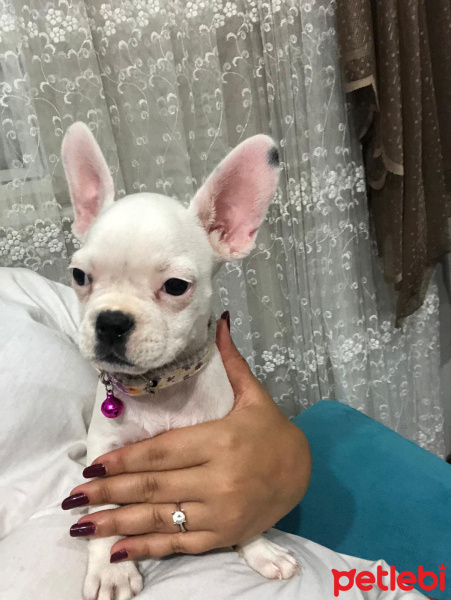 Fransız Bulldog, Köpek  Miş fotoğrafı