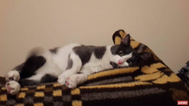 Tekir Kedi, Kedi  Boncuk  fotoğrafı
