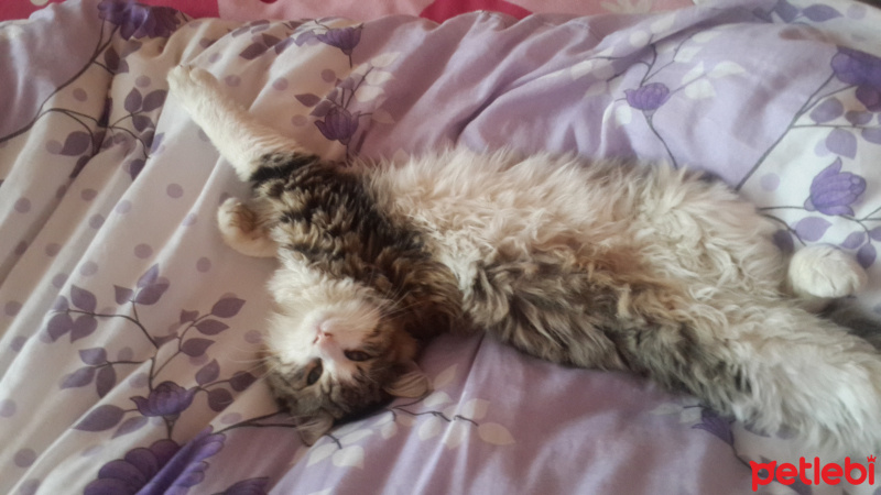 Tekir Kedi, Kedi  pico fotoğrafı