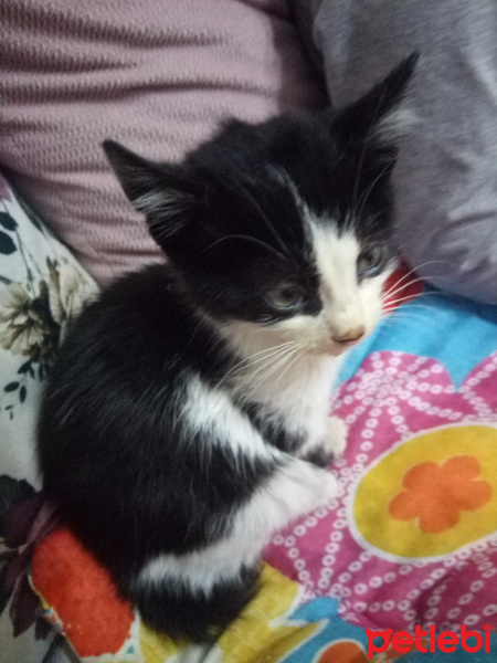Tuxedo (Smokin) Kedi, Kedi  Boncuk fotoğrafı