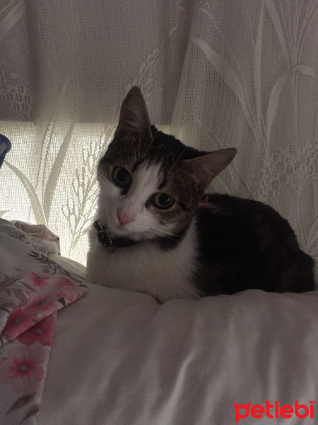 Tekir Kedi, Kedi  Dolly fotoğrafı