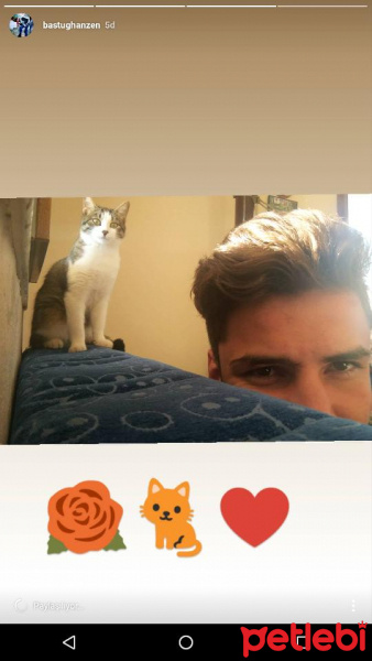 American Bobtail, Kedi  Mişa fotoğrafı