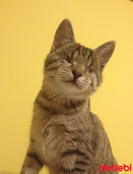 Tekir Kedi, Kedi  Paris fotoğrafı