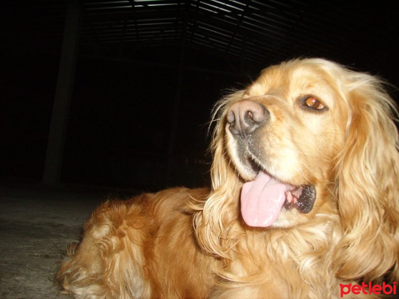 Amerikan Cocker Spaniel, Köpek  Çıtır fotoğrafı