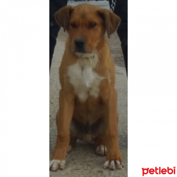 Amerikan Pitbull Terrier, Köpek  Tyson fotoğrafı