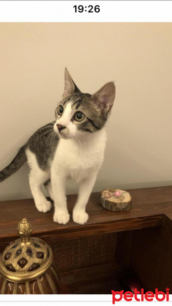 Tekir Kedi, Kedi  Loki fotoğrafı