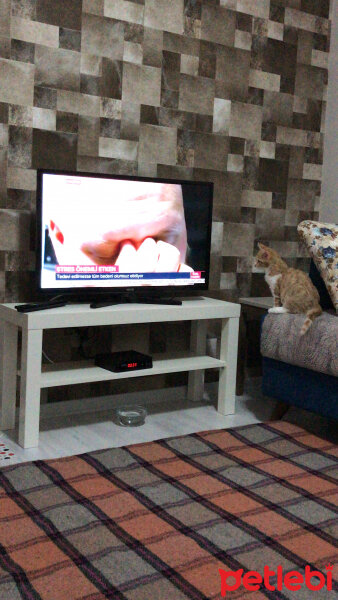 Sarman, Kedi  Paşa fotoğrafı