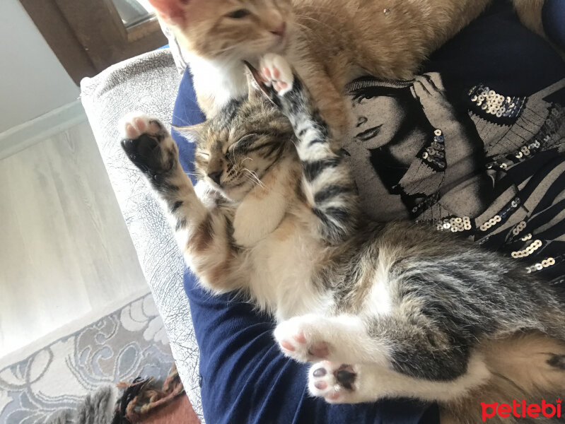 Tekir Kedi, Kedi  Mişa fotoğrafı