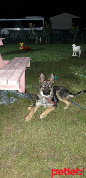 Alman Çoban Köpeği, Köpek  Badem fotoğrafı